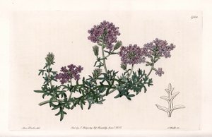 رعي الحمام متعدد الجوانب - نقش بواسطة S. Watts ، من رسم توضيحي لسارة آن دريك (1803-1857) ، من السجل النباتي لسيدنهام إدواردز (1768-1819) ، إنجلترا بواسطة سيدنهام تيست إدواردز
