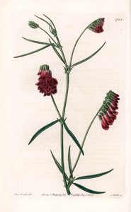 Vesces Variete - Plate engraved by S.Watts, from an illustration by Sarah Anne Drake (1803-1857), from the Botanical Register of Sydenham Edwards (1768-1819), England بواسطة سيدنهام تيست إدواردز