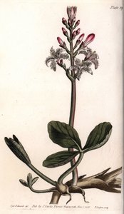 Water trefle or menyanthe water trefle. Coloured copper engraving, illustration by Sydenham Edwards (1768-1819) for Conferences of Botanical, Botanical Garden of Lambeth (England) بواسطة سيدنهام تيست إدواردز