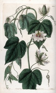 زهرة العاطفة البيضاء - لوحة محفورة بواسطة S.Watts ، من رسم توضيحي لسارة آن دريك (1803-1857) ، من السجل النباتي لسيدنهام إدواردز (1768-1819) ، إنجلترا بواسطة سيدنهام تيست إدواردز
