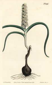 Wurmbea monopetala (Many-flowered melanthium, Melanthium monopetalum). Handcoloured copperplate engraving by F. Sansom Jr. after an illustration by Sydenham Edwards from William Curtis