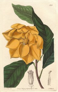 Yellow-flowered Magnolia, native to Java (Indonesia) - Strong water by S. Watts from an illustration by Sarah Anne Drake (1803-1857), from the Botanical Register بواسطة سيدنهام تيست إدواردز