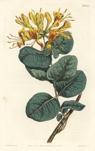 Yellow-flowered woodbine, Lonicera flava. Handcoloured copperplate engraving by F. Sansom Jr. after an illustration by Sydenham Edwards from William Curtis