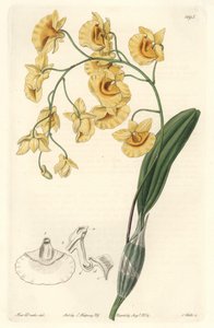 السحلية الصفراء dendrobium ، موطنها الهند - مياه قوية بواسطة S. Watts من رسم توضيحي لسارة آن دريك (1803-1857) ، من السجل النباتي بواسطة سيدنهام تيست إدواردز