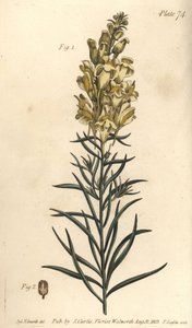 Yellow toad flax or snapdragon, Antirrhinum majus, Angiospermia. Handcoloured copperplate engraving by F. Sansom of a botanical illustration by Sydenham Edwards for William Curtis