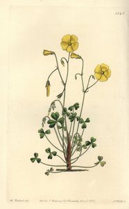 خشب أصفر ، Oxalis micrantha (أكساليس كومينغ ، Oxalis cummingii). نقش على لوح نحاسي ملون يدويًا بواسطة S. Watts بعد رسم توضيحي بواسطة William Herbert من سجل نباتات سيدنهام إدواردز ، ريدجواي ، لندن بواسطة سيدنهام تيست إدواردز