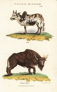 Zebu and bison - Zebu humped cattle, Bos indicus, and European bison, Bison bonasus. Handcoloured copperplate engraving after Sydenham Edwards from John Mason Good