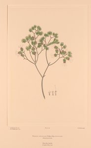  بواسطة سيدني (بعد) مرض باركنسون