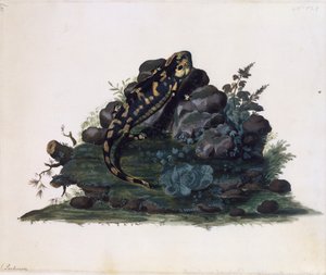 Salamander, watercolour by Sidney Parkinson (ca 1745-1771), UK