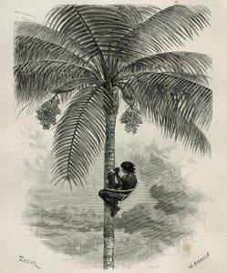 La recolte de la wax de palmier ceroxylon، dans le Quindio (كولومبيا)، نقش بواسطة تايلور و فرديناندوس، لتوضيح قصة L'Amerique Equinoxiale بقلم إي أندريه ، مهمة مهمة من قبل الحكومة الفرنسية ، نُشرت في جولة العالم ، تحت ودي