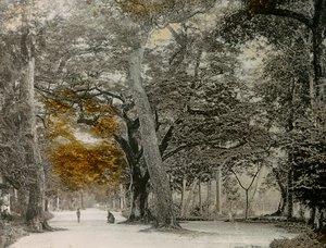 أشجار عمرها قرن من الزمان في حديقة شيموغامو، كيوتو، حوالي 1900 - 1915 (صورة فوتوغرافية)