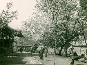 أزهار الكرز في بلدة أوتسو، جزيرة هونشو، حوالي عام 1900 - 1915 (صورة فوتوغرافية)