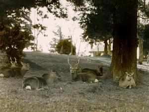 الغزلان البور في حديقة كاسوغا تايشا، نارا، حوالي عام 1900 - 1915 (صورة فوتوغرافية)