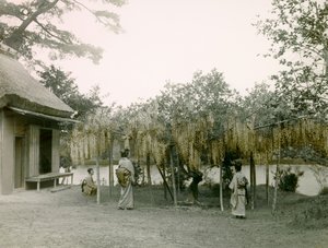 جليكاين في حالة ازدهار في ناجاوكا - كيو في كيوتو حوالي عام 1900 - 1915 (صورة فوتوغرافية)