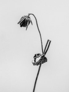 وسط الزهور 12 ، 2021 (b / w photo) بواسطة تيس ألبرز