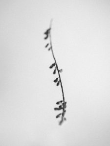 وسط الزهور 22 ، 2021 (b / w photo) بواسطة تيس ألبرز