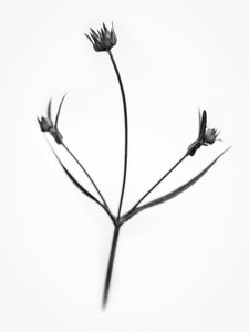 وسط الزهور 34 ، 2021 (b / w photo)