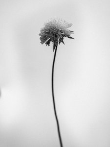 وسط الزهور 44 ، 2021 (b / w photo) بواسطة تيس ألبرز