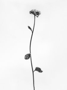 وسط الزهور 50 ، 2021 (b / w photo) بواسطة تيس ألبرز
