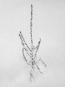 وسط الزهور 57 ، 2021 (b / w photo) بواسطة تيس ألبرز