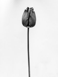 وسط الزهور 63 ، 2021 (b / w photo) بواسطة تيس ألبرز