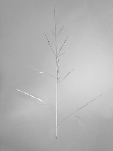 وسط الزهور 69 ، 2021 (b / w photo) بواسطة تيس ألبرز