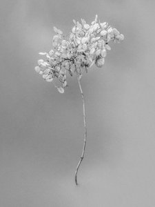 وسط الزهور 73 ، 2021 (b / w photo) بواسطة تيس ألبرز