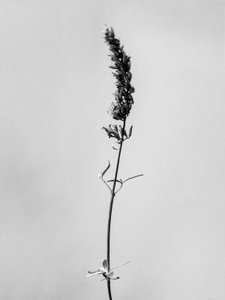وسط الزهور 74 ، 2021 (b / w photo) بواسطة تيس ألبرز