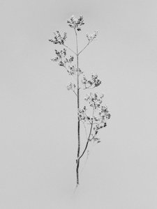 وسط الزهور 76 ، 2021 (b / w photo) بواسطة تيس ألبرز
