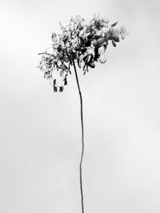 وسط الزهور 78 ، 2021 (b / w photo) بواسطة تيس ألبرز