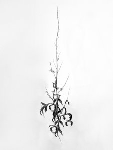وسط الزهور 80 ، 2021 (b / w photo) بواسطة تيس ألبرز