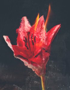 Combust، 2019 (وسائط مختلطة على قماش) بواسطة تيس ألبرز