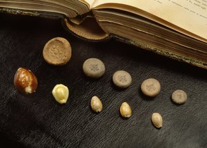 Cowrie قصف المال والعملات الفخارية من فترة Ayutthaya (shell و terracotta)