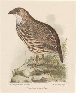 الحجل (francolinus jugularis) بواسطة ثيو فان هويتيما