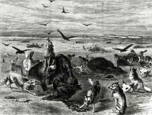 ذبح الجاموس على السهول ، من هاربرز ويكلي 1872