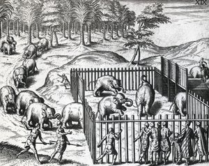 صيد الأفيال في مملكة بيغو ، ميانمار الآن ، بواسطة ثيودور دي بري (1528-1598) ، نقش بواسطة تيودور دي بري