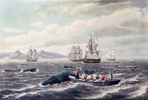 سرب من حوت العنبر، نقش بقلم ج. هيل، نُشر عام 1838 (نقش مائي ملون) بواسطة توماس (بعد) بيرش