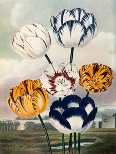 الزنبق ، c1802-1821 ، 1948.