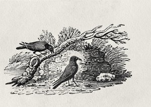 الغربان (Corvus corone corone) من المجلد "تاريخ الطيور البريطانية" المجلد الأول ، حانة. 1797 (نقش الخشب)