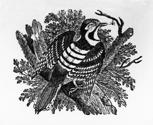 The Barred Woodpecker ، رسم توضيحي من "تاريخ الطيور البريطانية" بواسطة توماس بيويك ، نشر لأول مرة عام 1797