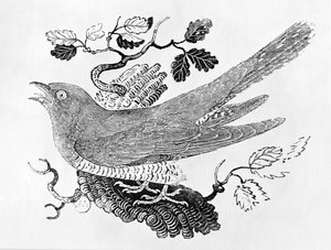 The Cuckoo (Cuculus canorus) من المجلد "تاريخ الطيور البريطانية" المجلد الأول ، الحانة. 1797 (نقش الخشب)