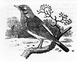 The Fieldfare ، توضيح من "تاريخ الطيور البريطانية" بقلم توماس بيويك ، نُشر لأول مرة عام 1797 (قطع خشبية)