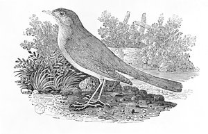 العندليب (Luscinia megarhynchos) من المجلد "تاريخ الطيور البريطانية" المجلد الأول ، الحانة. 1797 (نقش الخشب)