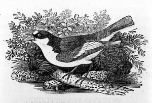The Pied Flycatcher ، رسم توضيحي من "تاريخ الطيور البريطانية" بقلم توماس بيويك ، نُشر لأول مرة عام 1797