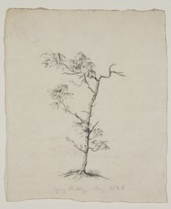 يونغ هيكوري بواسطة توماس كول