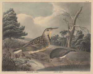 Meadow Lark and Snow Bird ، من "Doughty&39;s The Cabinet of Natural History and American Rural Sports" ، المجلد الأول ، 1830 بواسطة توماس دوتي