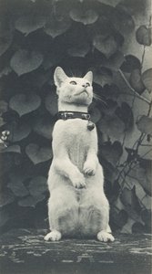 قطة في ساحة إيكنز ، ج. 1880-1890. بواسطة توماس إيكنز