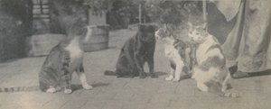 أربع قطط ، كاليفورنيا. 1895. بواسطة توماس إيكنز
