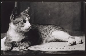قطة السيدة توماس إيكنز ، ج. 1880-1890. بواسطة توماس إيكنز