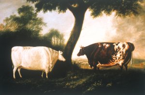 Two Shorthorn Cattle بواسطة توماس هارينجتون ويلسون